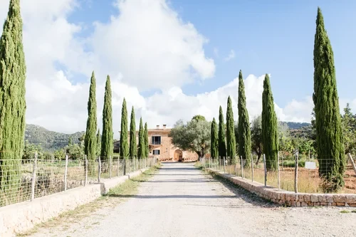 The camino de entrada — the tree-lined path leading into Finca Es Cabàs, a quiet arrival into its world