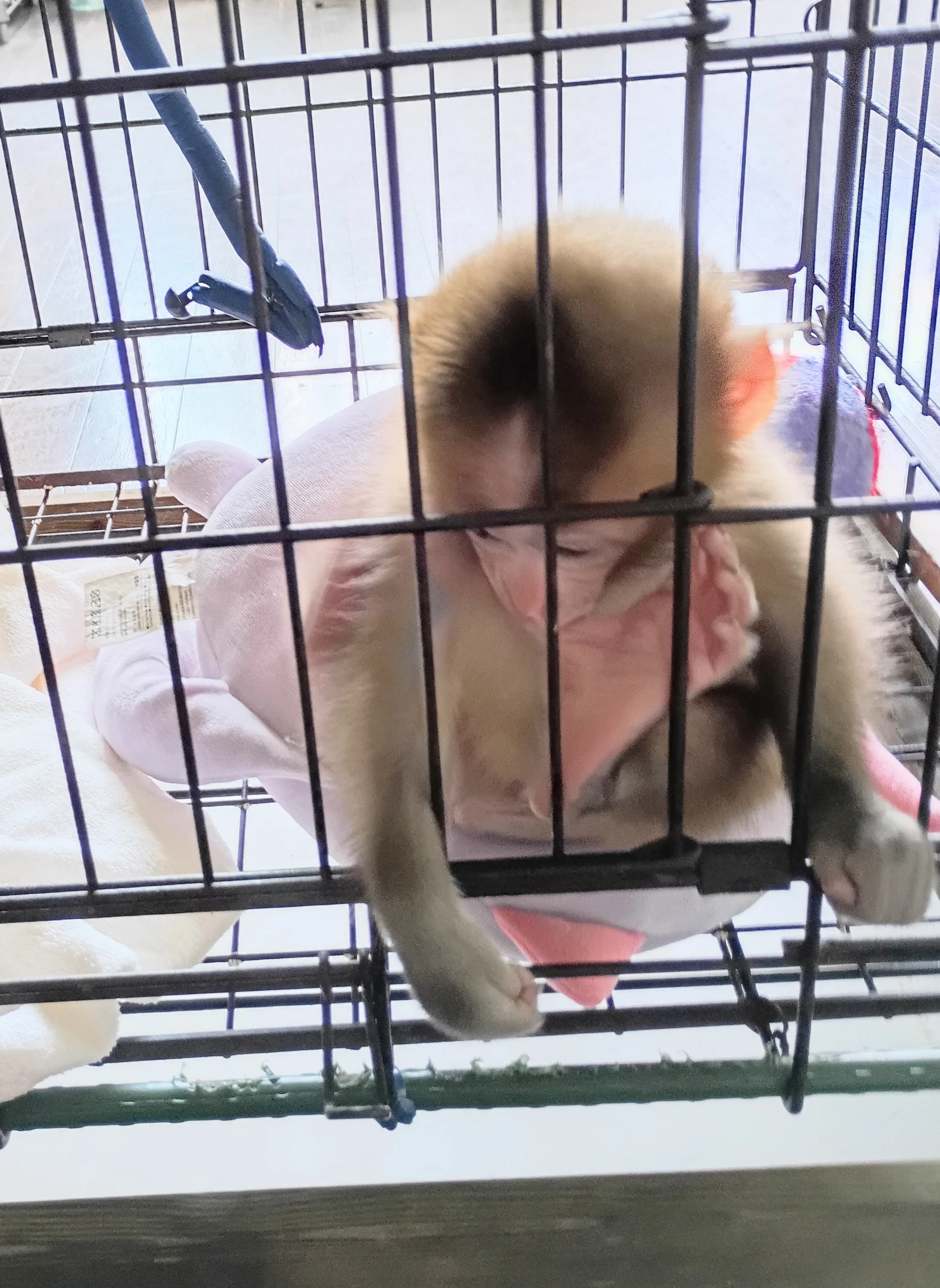女の児でした