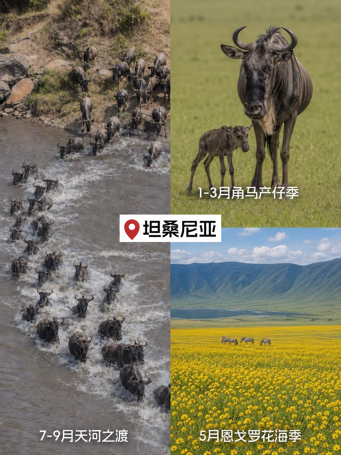 坦桑尼亚角马大迁徙产仔季天河之渡