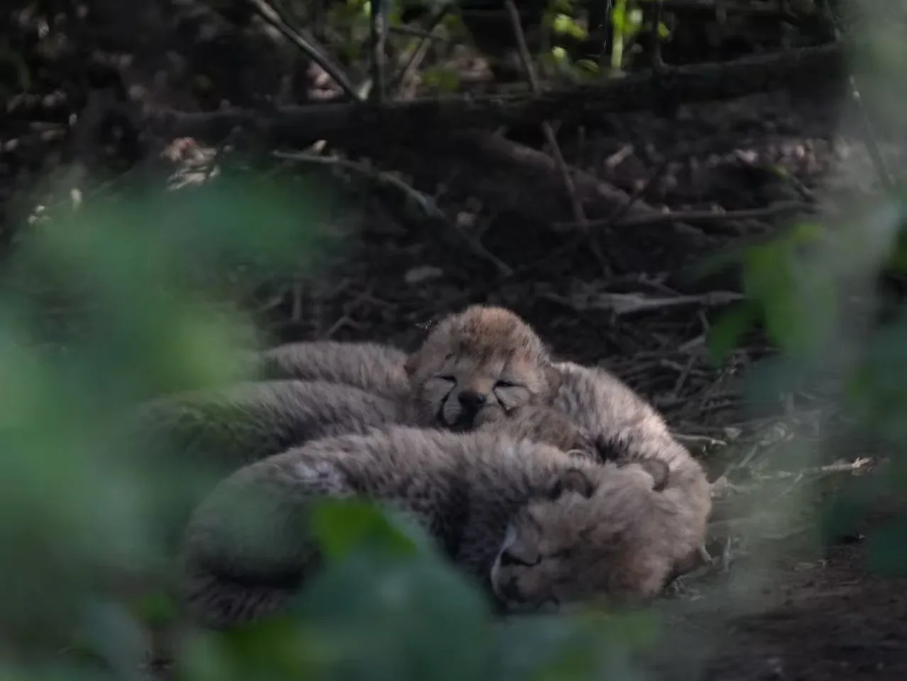 客户拍摄的猎豹幼崽