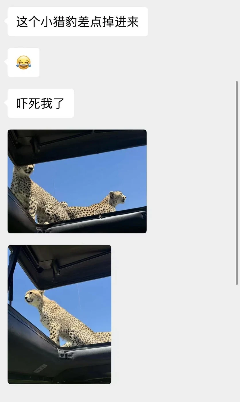 匿名客户行程群分享，客户即时分享猎豹登上观景车顶的观察经历