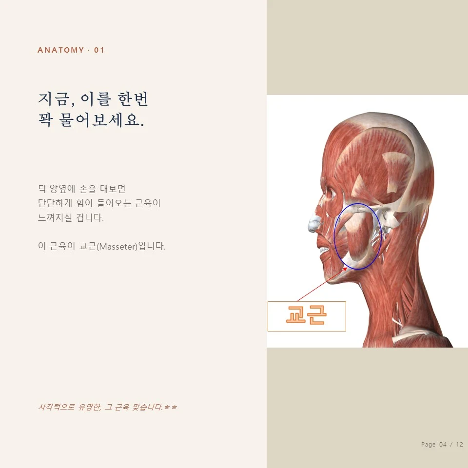 교근 보톡스 - 종로 이갈이 교근(Masseter) 위치 - 교근 보톡스 주입 부위