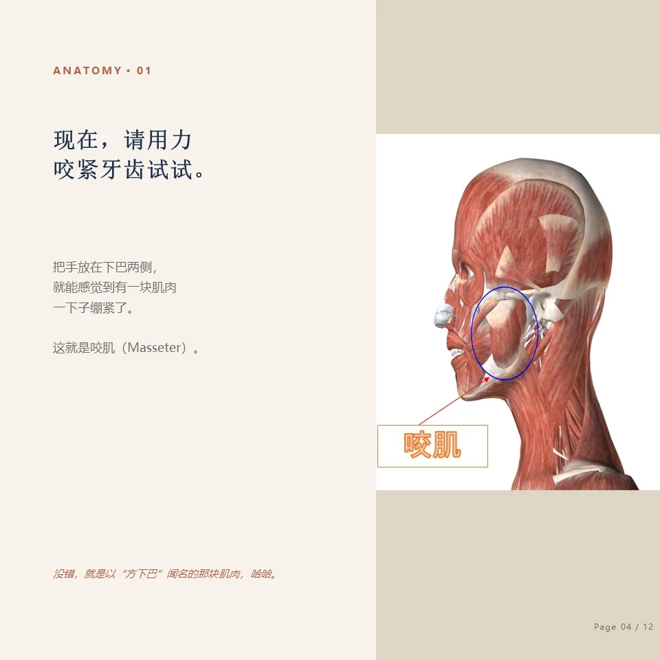 钟路磨牙肉毒素 - 咬肌 Masseter 钟路磨牙肉毒素 - 解剖01,咬肌 Masseter 的位置