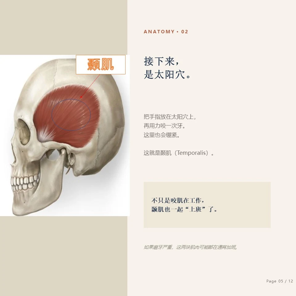 钟路磨牙肉毒素 - 颞肌 Temporalis 钟路磨牙肉毒素 - 解剖02,颞肌 Temporalis 的位置