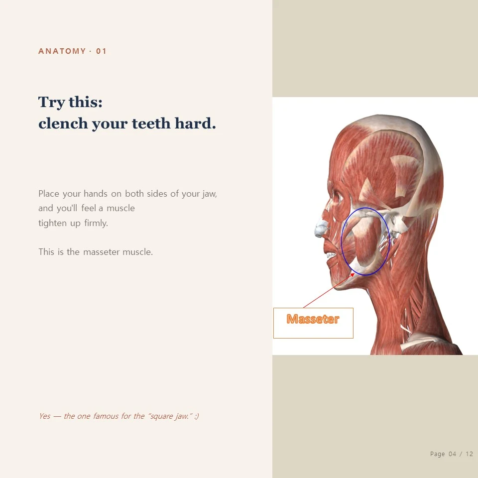 Jongno bruxism botox - the masseter muscle you feel when you clench your teeth hard Jongno bruxism botox - clench your teeth hard and feel the masseter muscle tighten