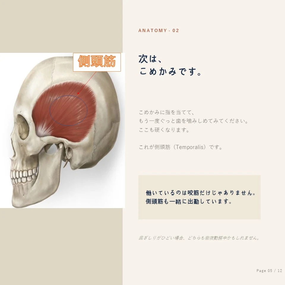 鍾路の歯ぎしりボトックス - 側頭筋（Temporalis）の位置と解剖