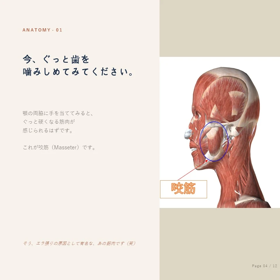 鍾路の歯ぎしりボトックス - 咬筋（Masseter）の位置と解剖