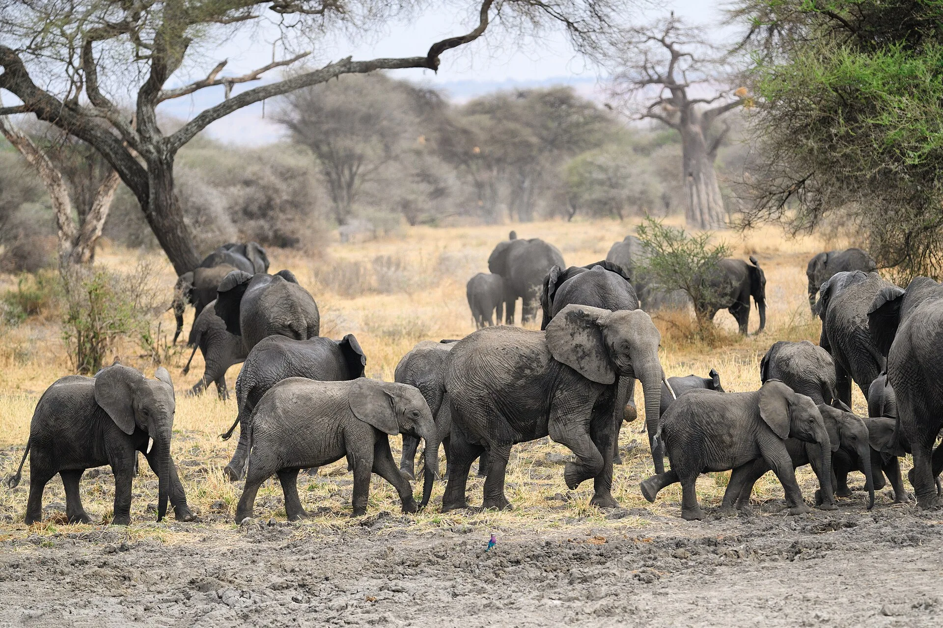 Tarangire, Lake Manyara & Ngorongoro Discovery