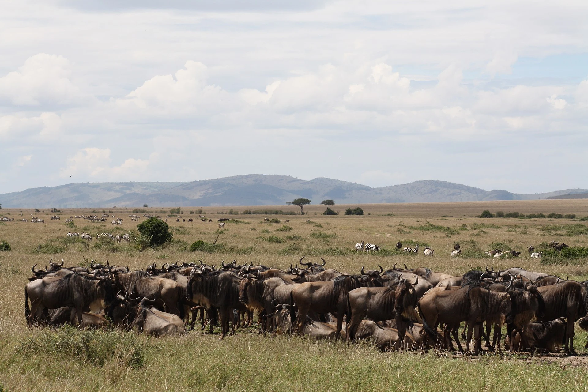 Serengeti & Ngorongoro Explorer