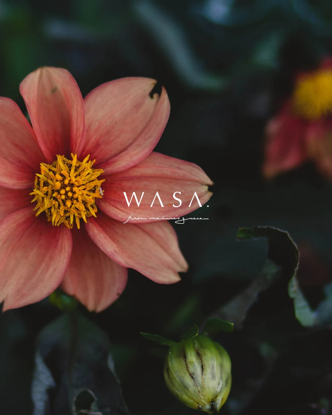 植物の恵み